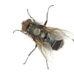 Fly Pest Control