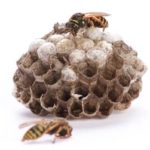 Hornets Nest pest Control Experts