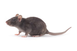 Rat Pest Control Services